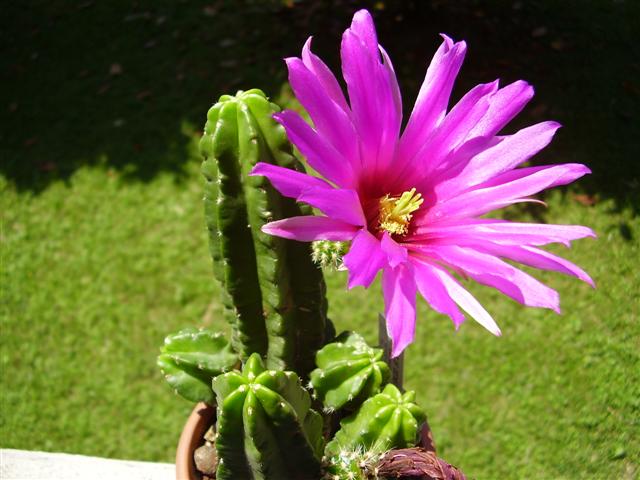 Echinocereus viereckii ssp. morricalii 