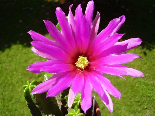 Echinocereus viereckii ssp. morricalii 