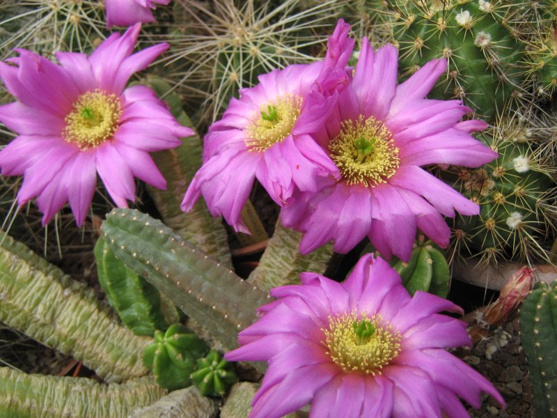 Echinocereus  viereckii ssp. morricalii HK376