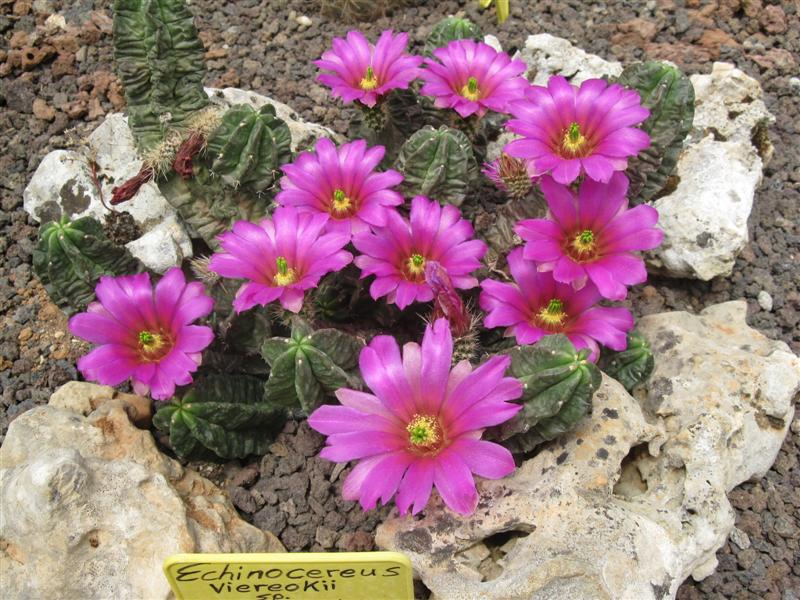 Echinocereus viereckii ssp. morricalii 