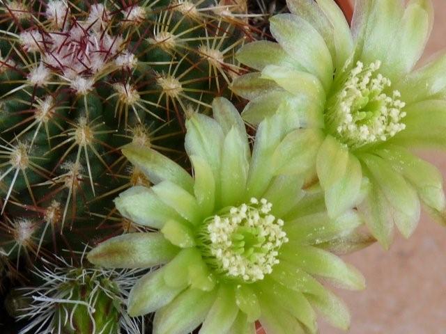 Echinocereus viridiflorus 