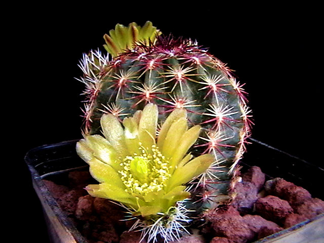 Echinocereus viridiflorus 