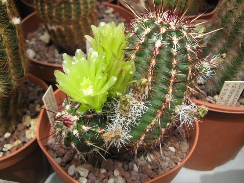 Echinocereus viridiflorus 