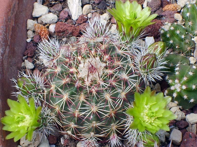 Echinocereus viridiflorus 