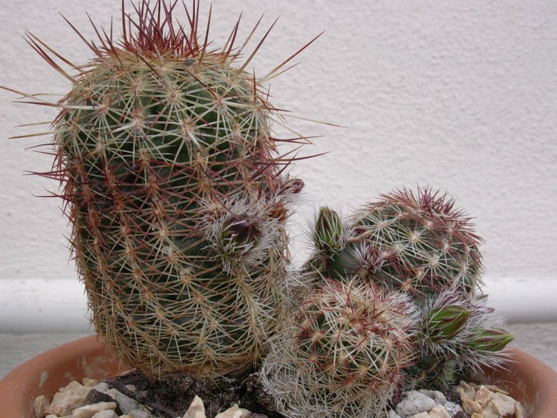 Echinocereus viridiflorus 