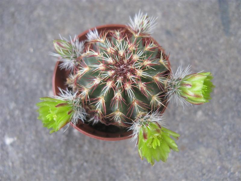 Echinocereus viridiflorus 