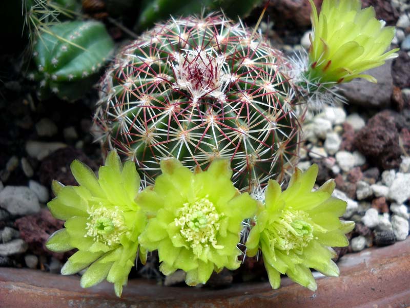 Echinocereus viridiflorus 