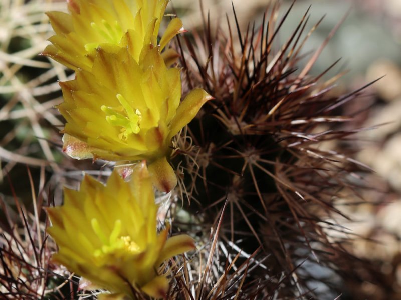 echinocereus  viridiflorus ssp. davisii