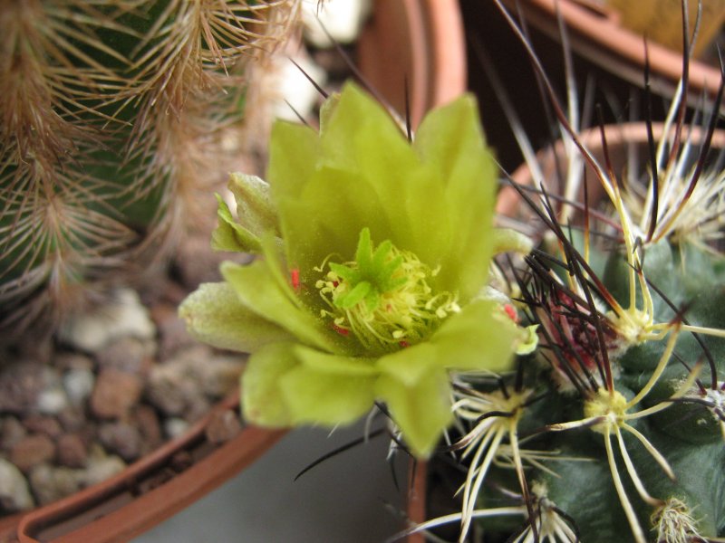 Echinocereus viridiflorus v. davisii SB426