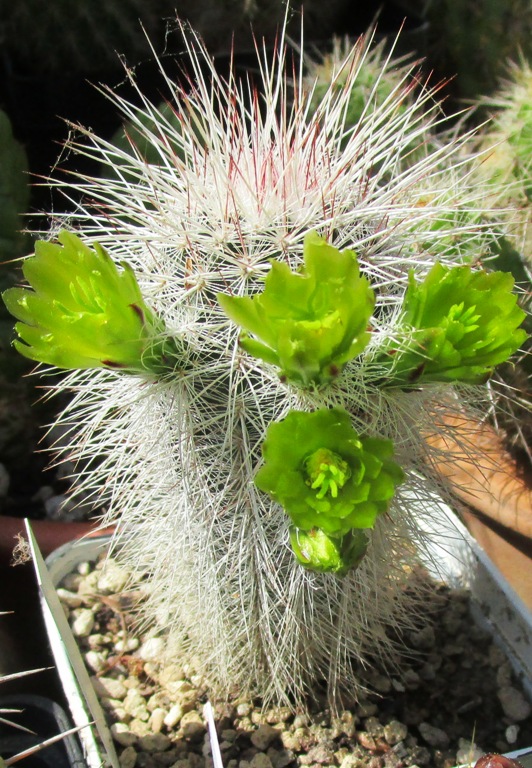 Echinocereus viridiflorus v. canus 