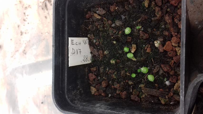 echinocereus websterianus