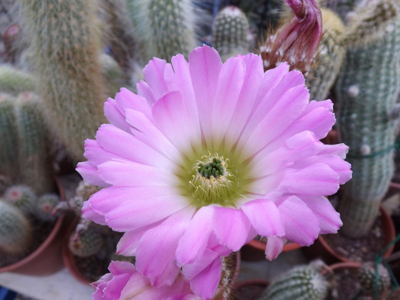 echinocereus  websterianus