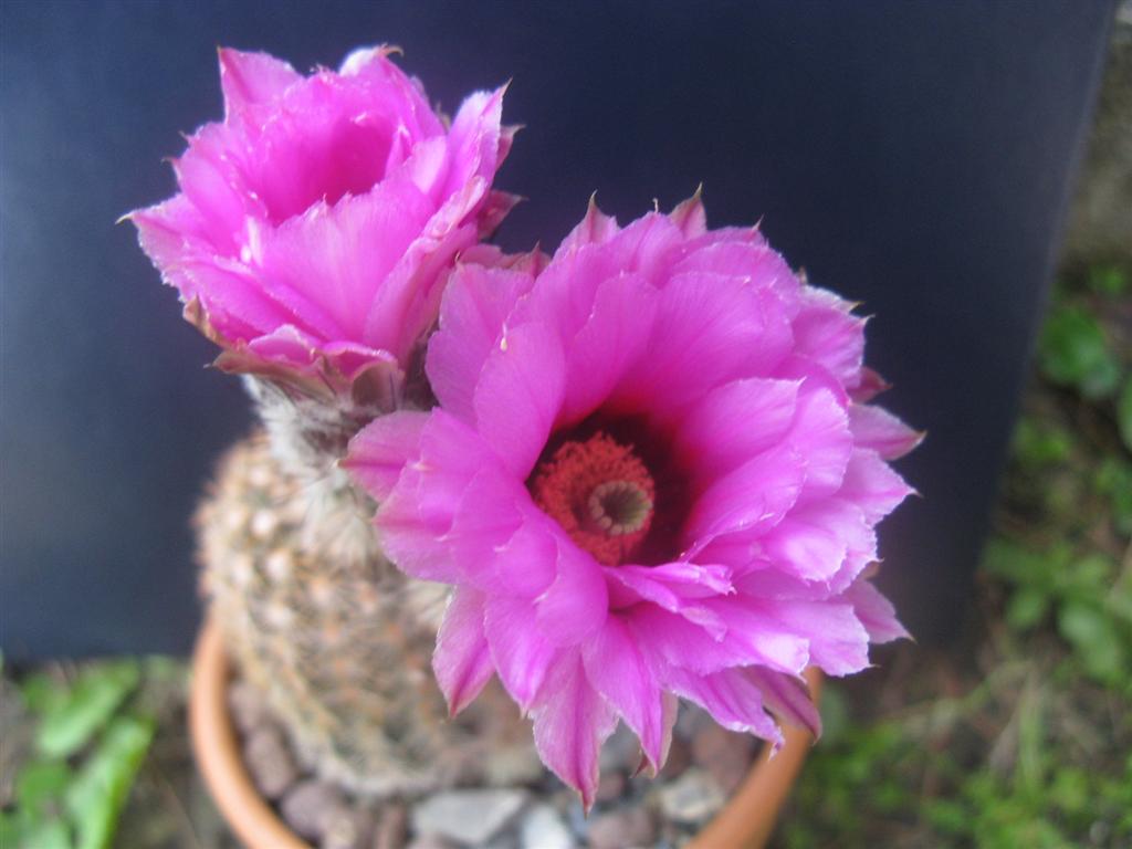 Echinocereus  sp. 