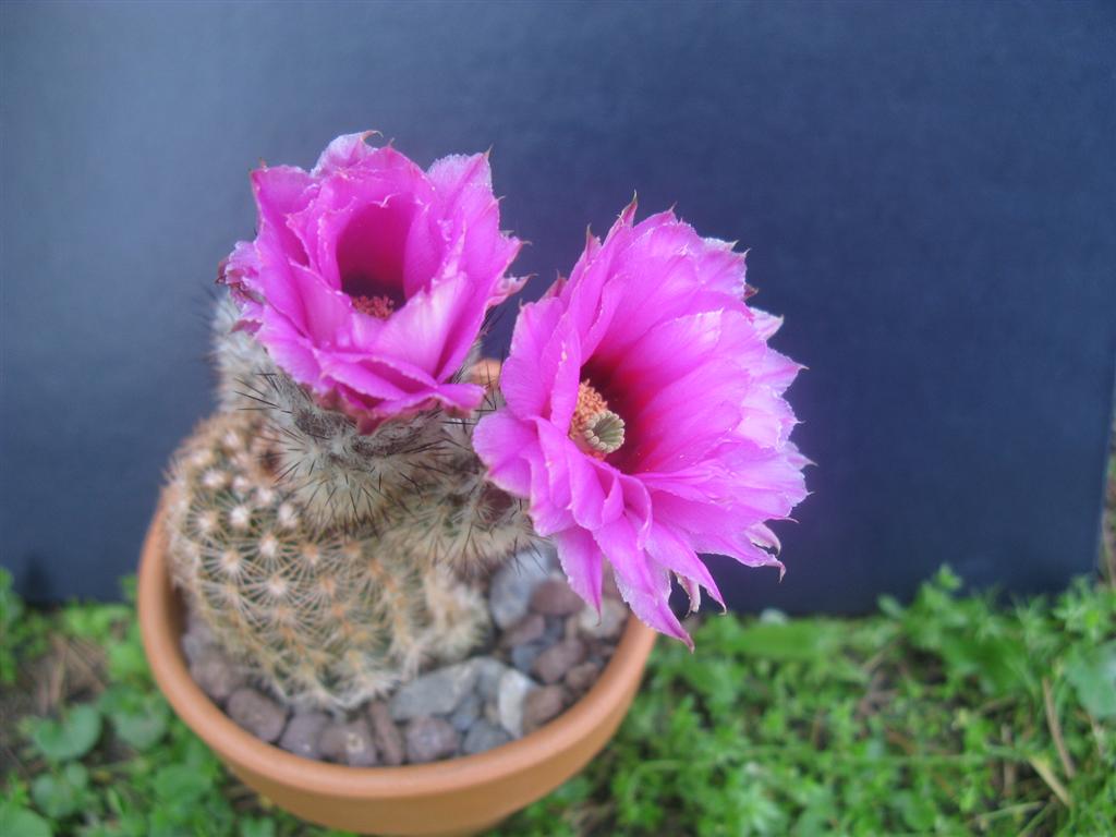 echinocereus sp.