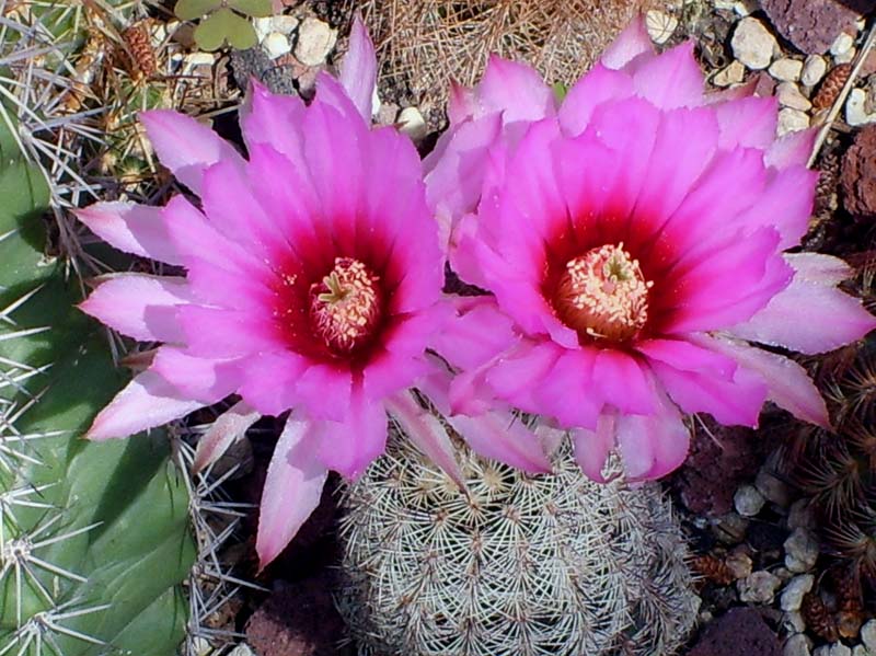 Echinocereus x lloydii BW 105