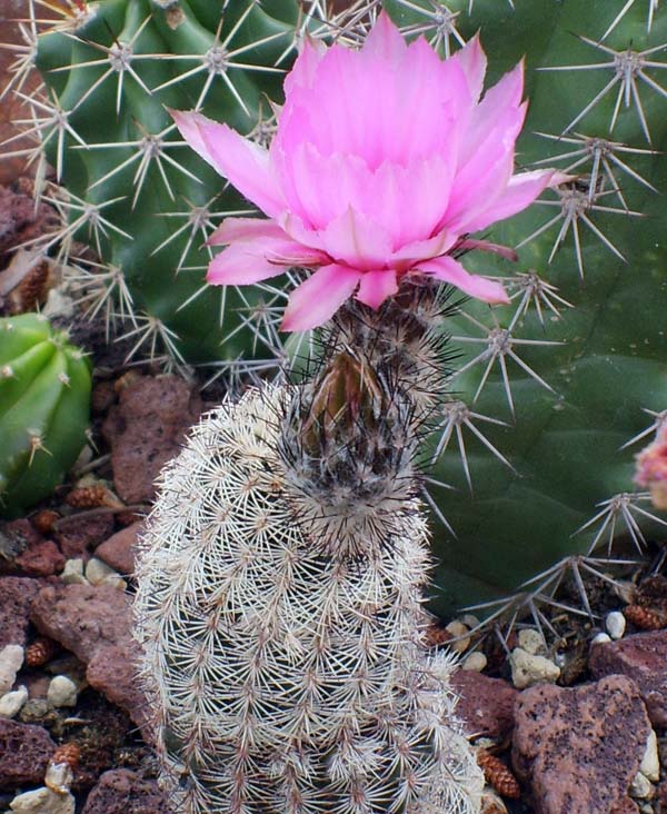 Echinocereus x lloydii BW 105