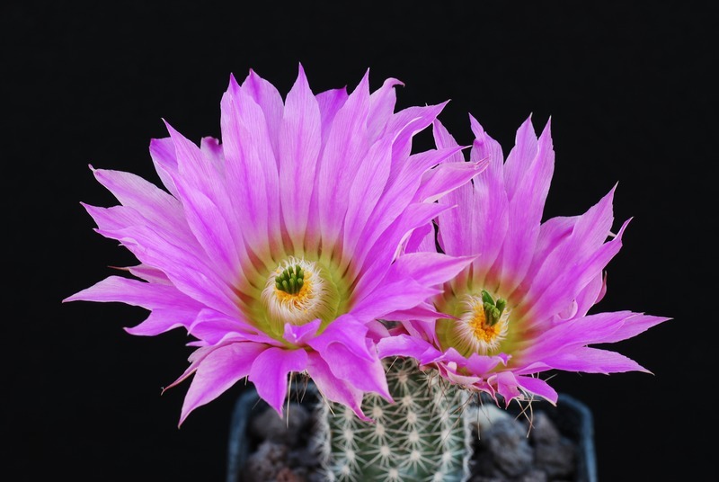 Echinocereus  fobeanus ssp. metornii 