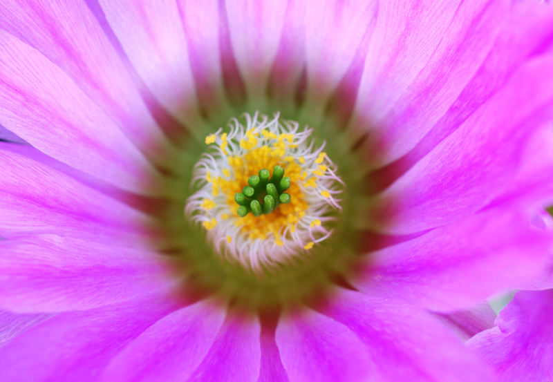 Echinocereus fobeanus ssp. metornii 