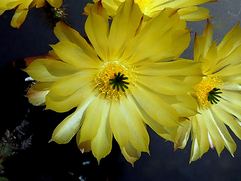 Echinocereus subinermis 