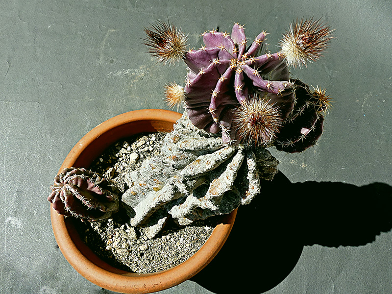 Echinocereus subinermis 