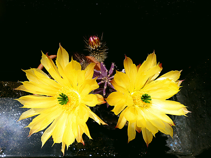 Echinocereus subinermis 