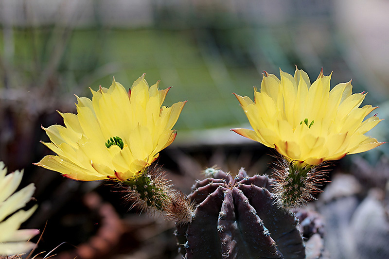 Echinocereus subinermis 