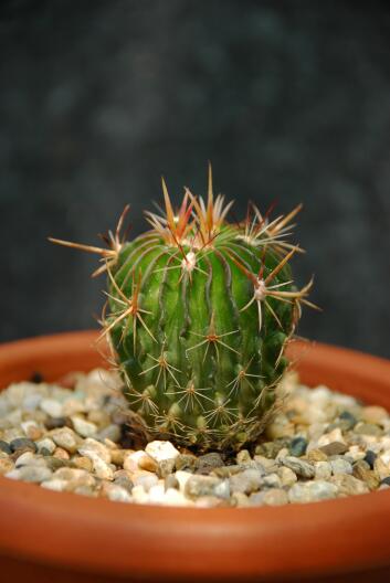 Stenocactus crispatus 