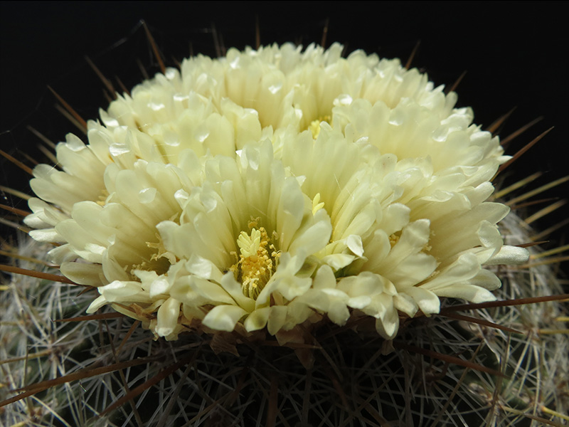 echinofossulocactus albatus