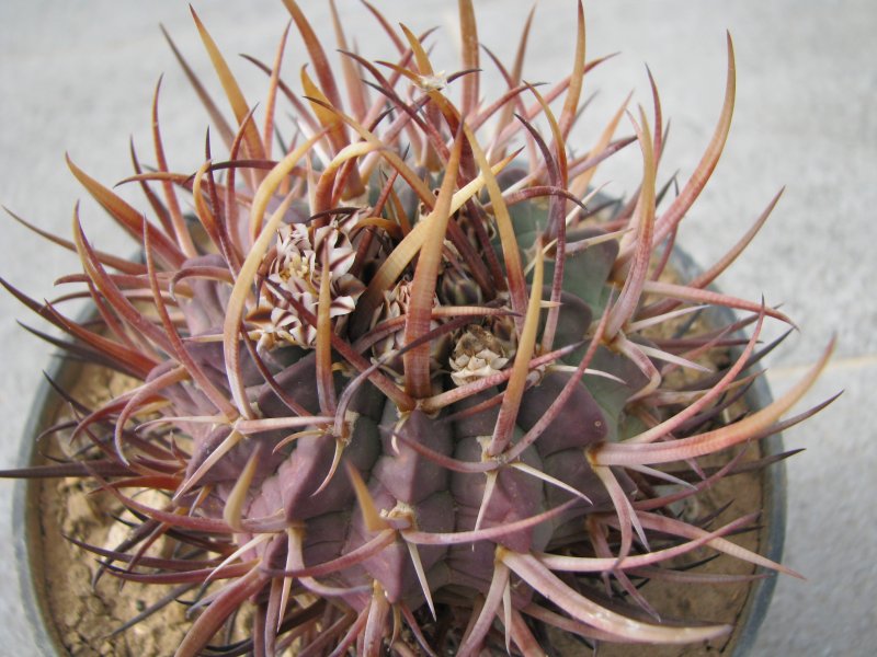 Echinofossulocactus coptonogonus 