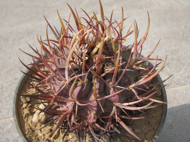 Echinofossulocactus coptonogonus 