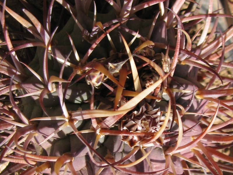 echinofossulocactus coptonogonus