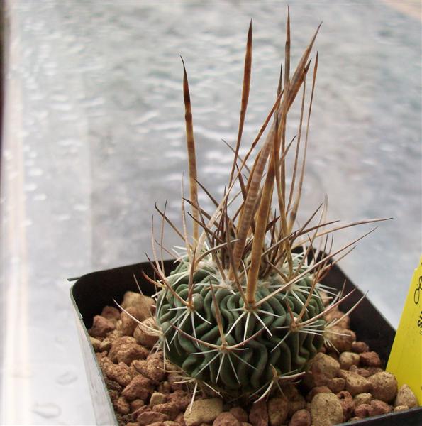 Echinofossulocactus phyllacanthus cv. grandicornis 