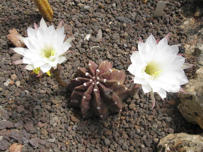 Echinopsis subdenudata 