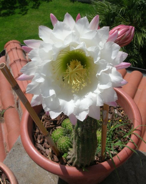 echinopsis schickendantzii