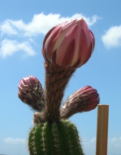 Echinopsis schickendantzii 