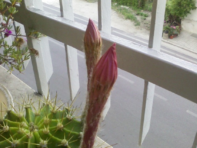 echinopsis  