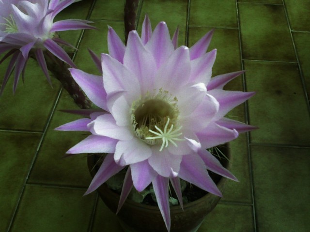 echinopsis  