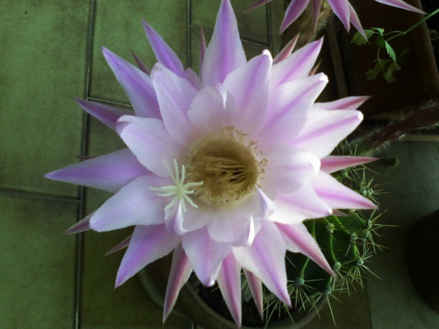 Echinopsis  