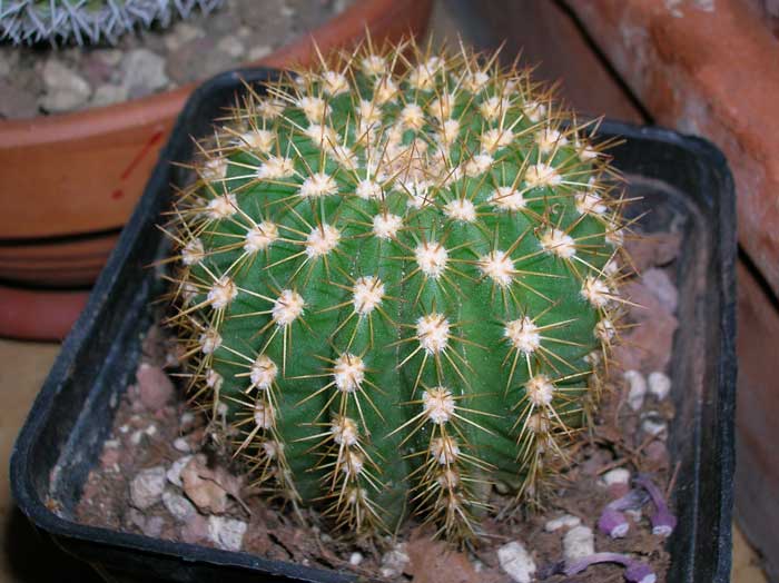 Echinopsis  