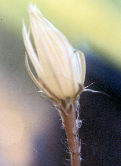 Setiechinopsis mirabilis 