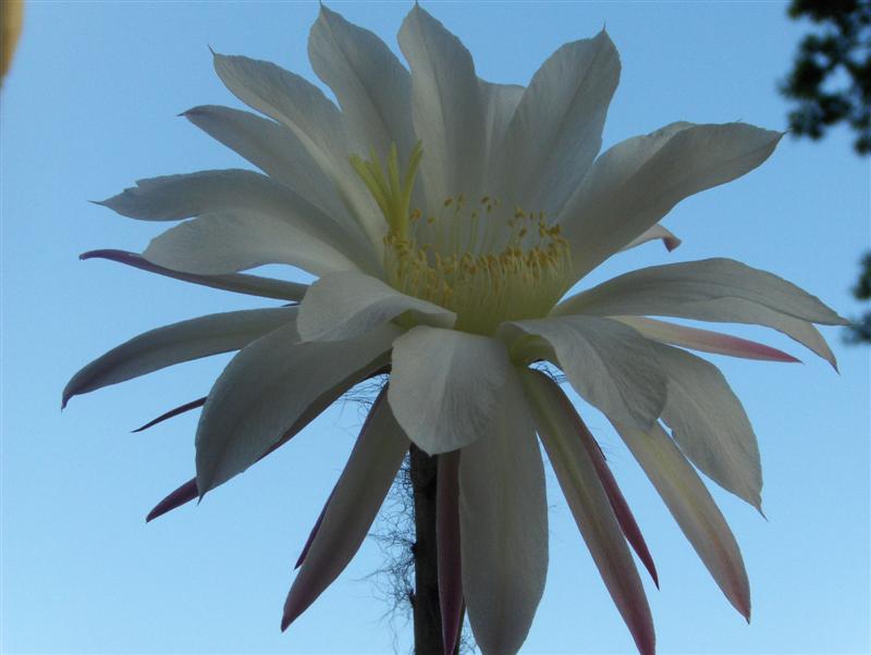 Echinopsis subdenudata 