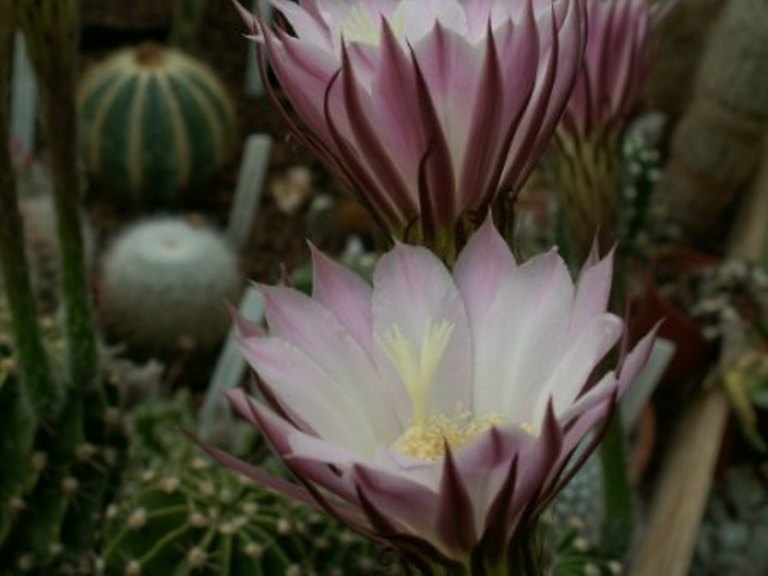 Echinopsis oxygona 