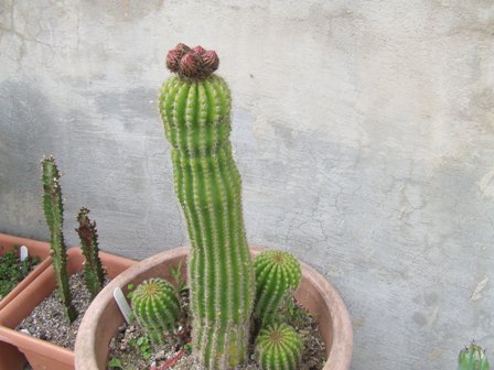 Echinopsis x tricocereus chickendantzii 