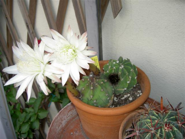 Echinopsis subdenudata 