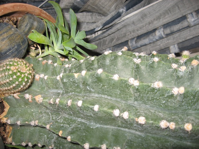 Echinopsis  
