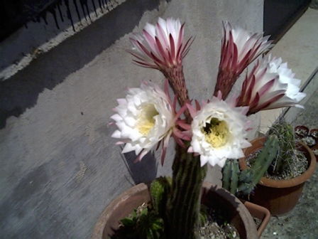 Echinopsis chickendantzii 