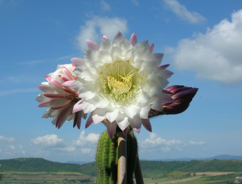 Echinopsis schickendantzii 