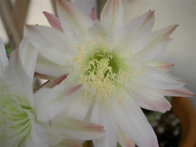 Echinopsis subdenudata 