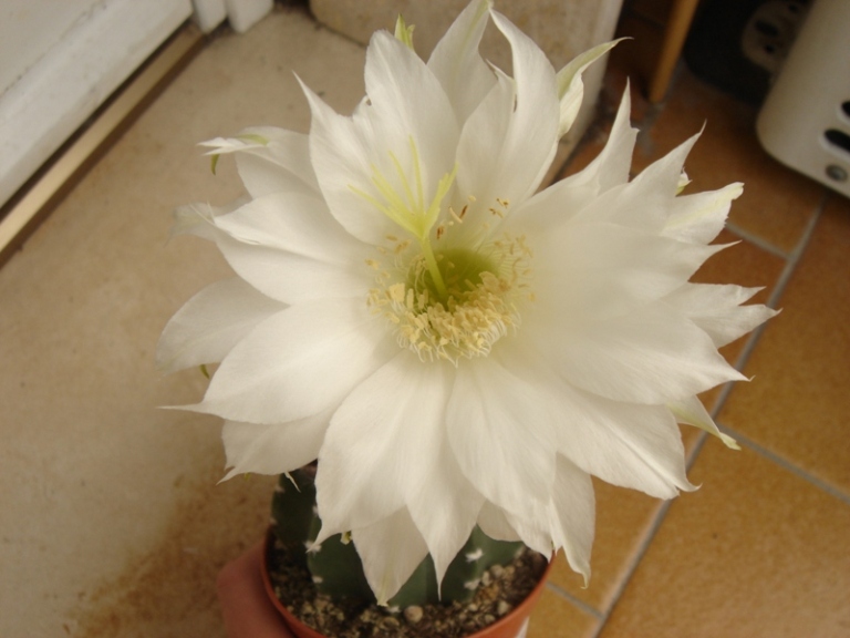 Echinopsis subdenudata 