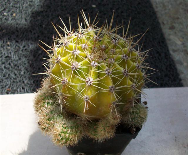 Echinopsis cv. princess anne 